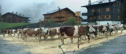 The annual cow judging competition in Champery