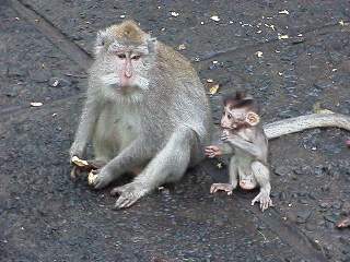 Monkey Momma and Baby