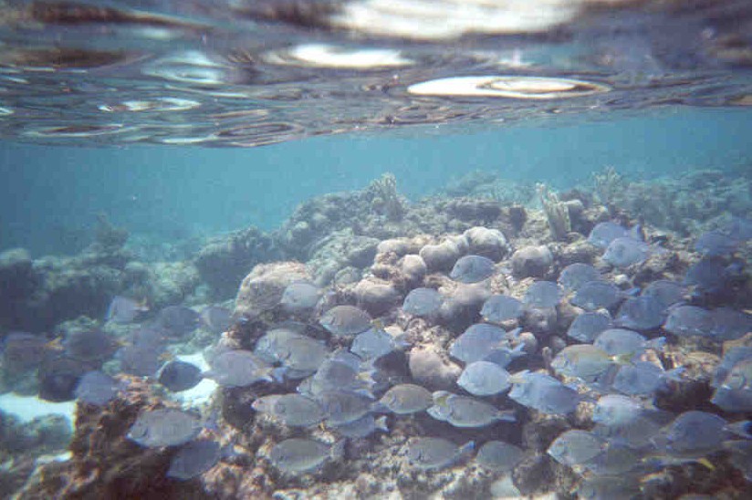 Schools of blue fish