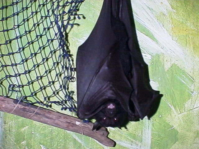 Alexis the fruit bat.