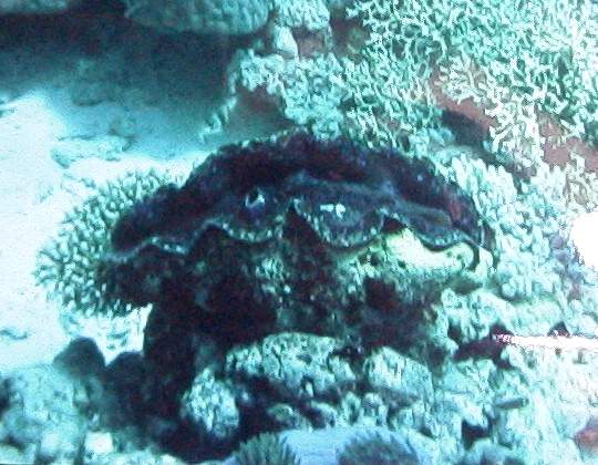 Giant Clam on the Great Barrier Reef