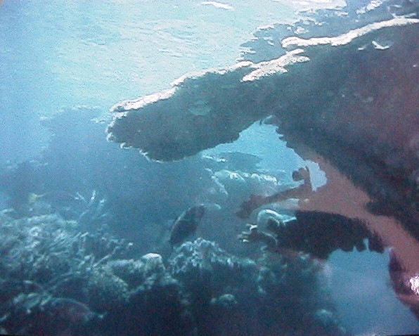 Diving on the Great Barrier Reef
