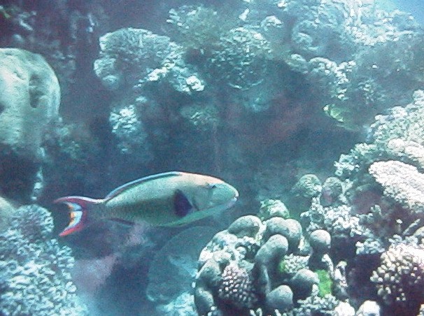 Parrot Fish on the Great Barrier Reef