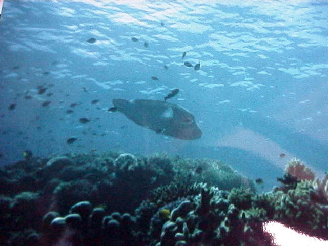 Wrasse fish on the Great Barrier Reef