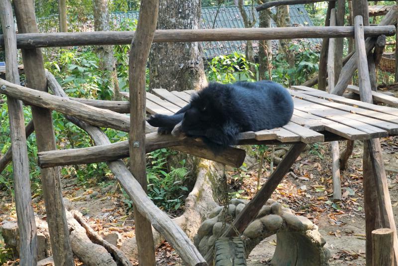 Bear in the Bear Sanctuary