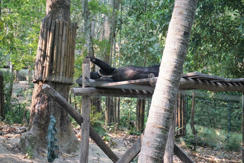 Bear in the Bear Sanctuary
