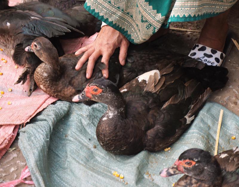 Live ducks at the Luang Prabang Morning Market