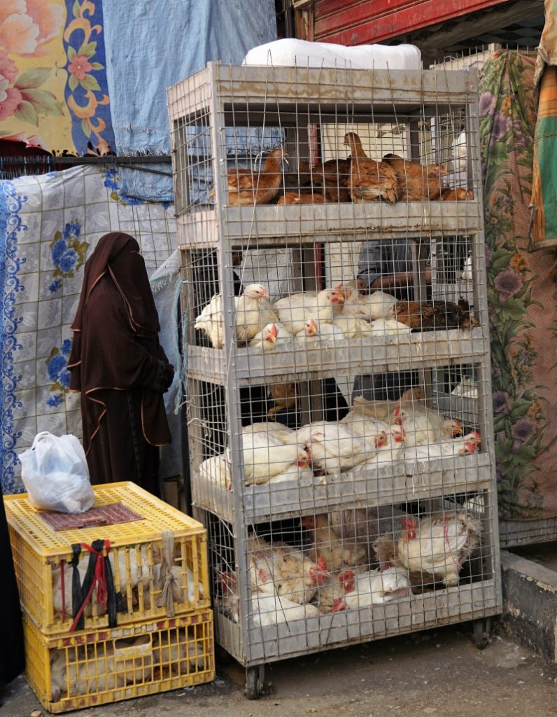 Chickens in the local market in Luxor.
