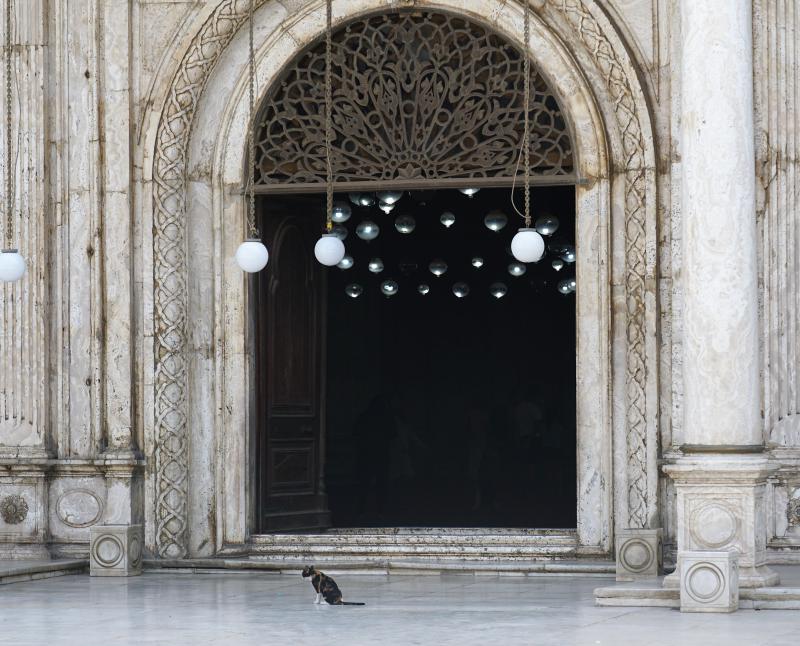 Cat in Mosque of Muhammad Ali