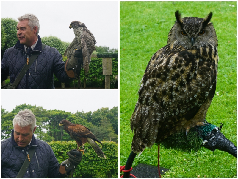 Dunrobin Castle Falconry Show