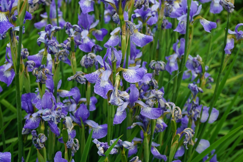 Dunrobin Castle Garden