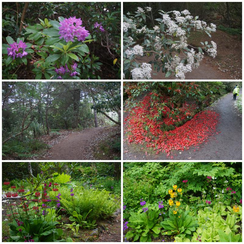 Inverewe Gardens Flowers